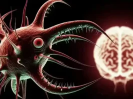 Brain Eating Amoeba